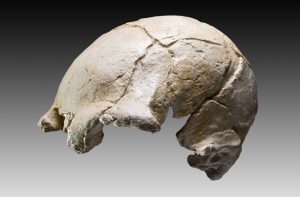 Aus Weimar in die Welt - Die steinzeitlichen Funde von Ehringsdorf @ Museum für Ur- und Frühgeschichte Thüringens