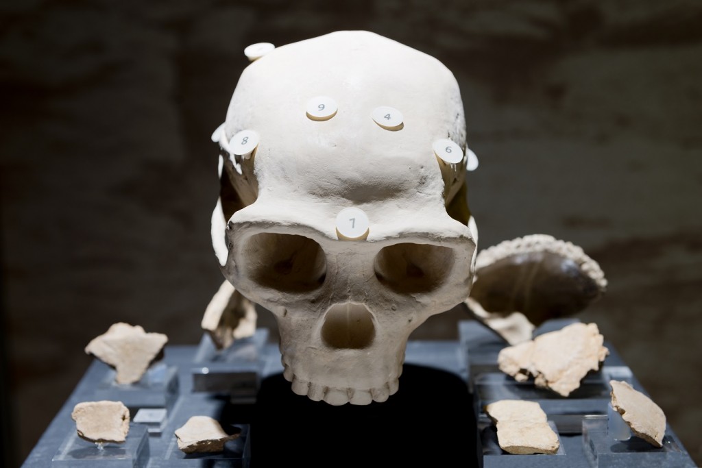 Schädel des homo erectus aus Bilzingsleben